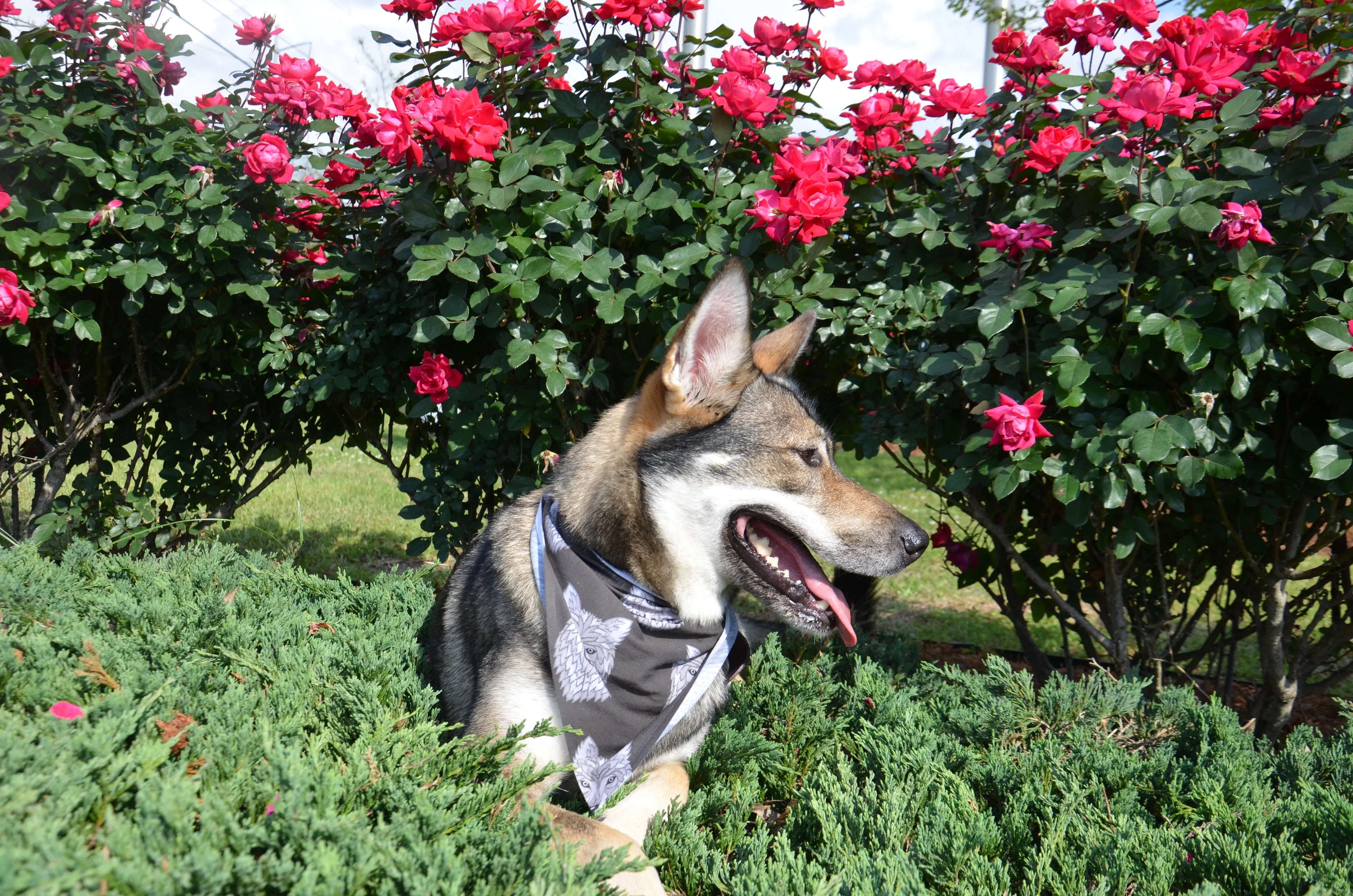 Pet Bandana: Fur-Momma & Me - Dog Or Cat