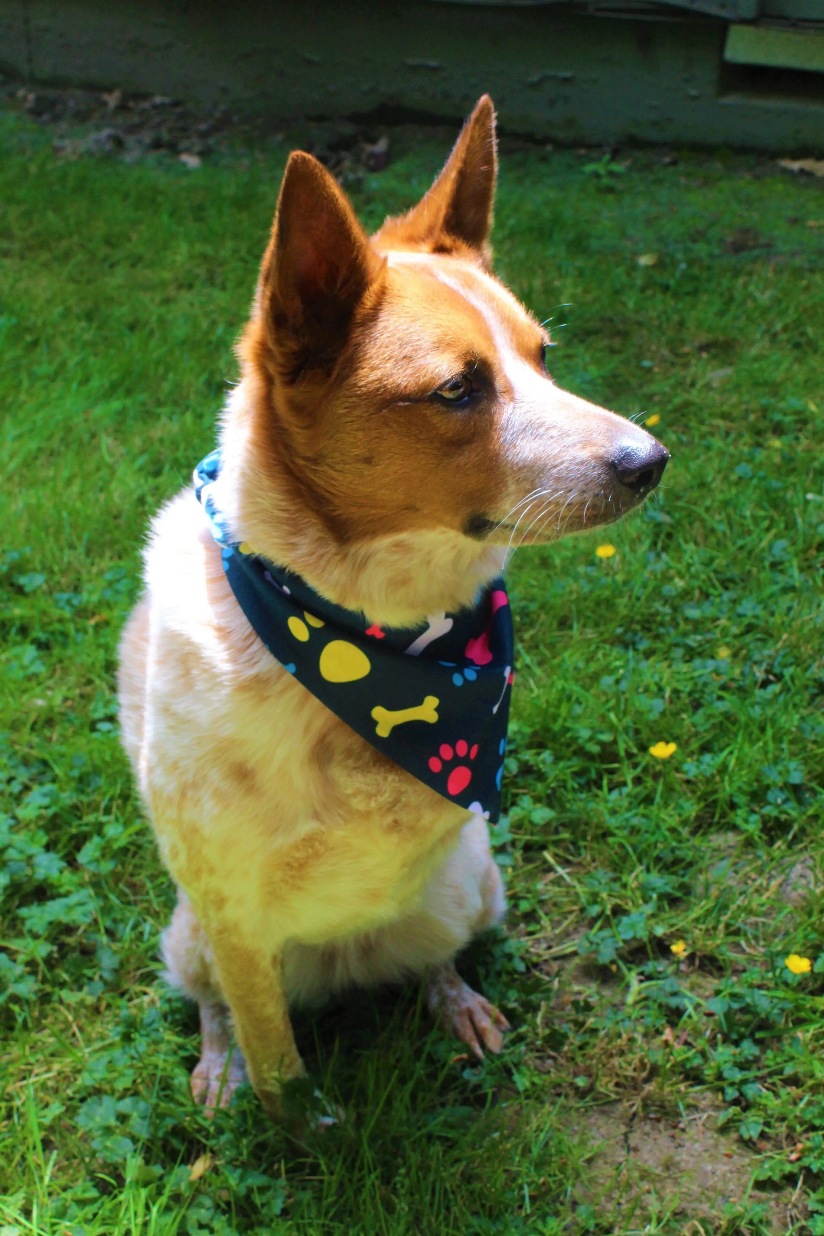 Pet Bandana: Fur-Momma & Me - Dog Or Cat