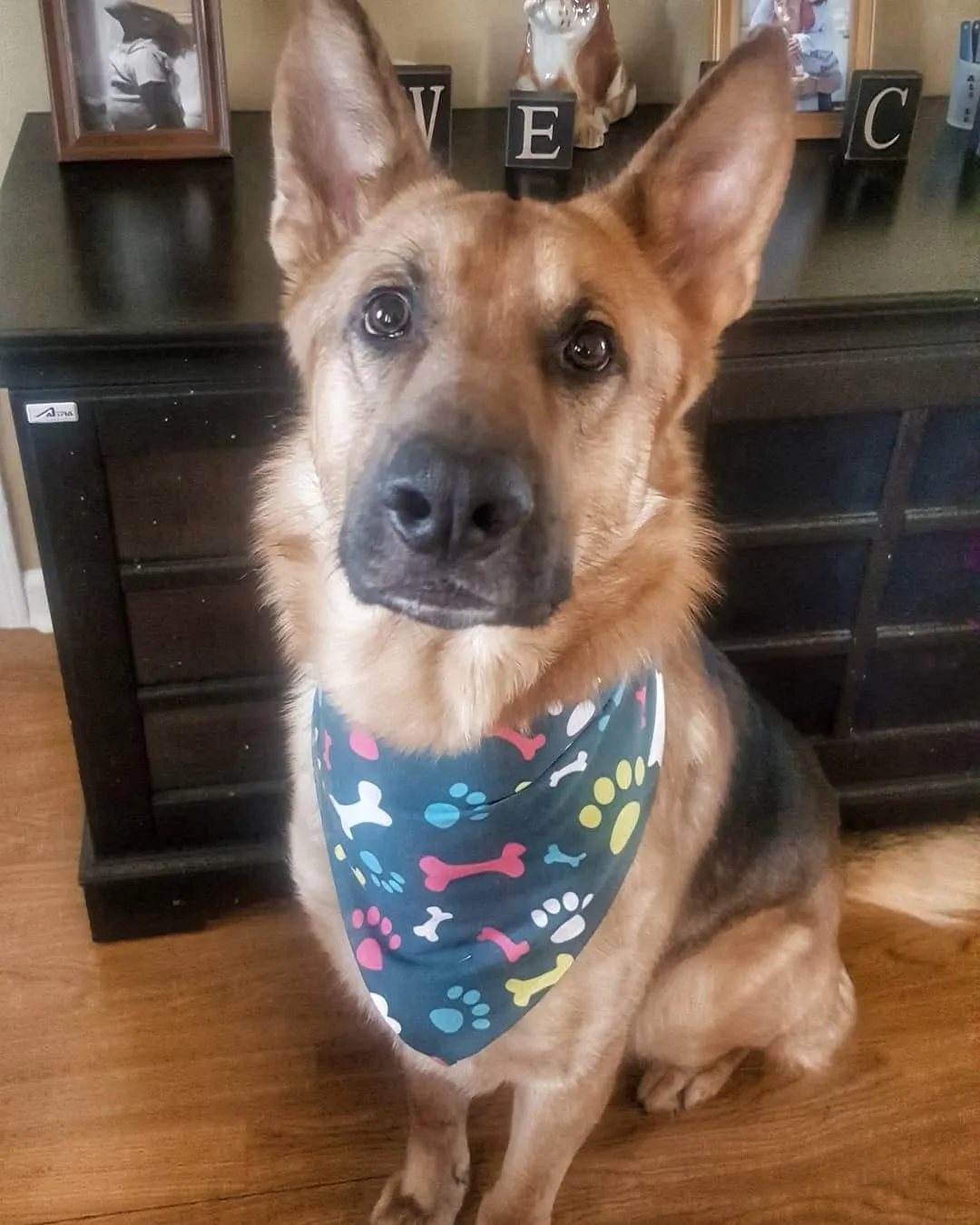 Pet Bandana: Fur-Momma & Me - Dog Or Cat